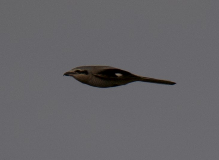 Northern Shrike - ML645669160