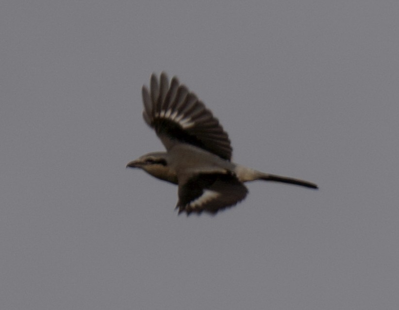 Northern Shrike - ML645669162