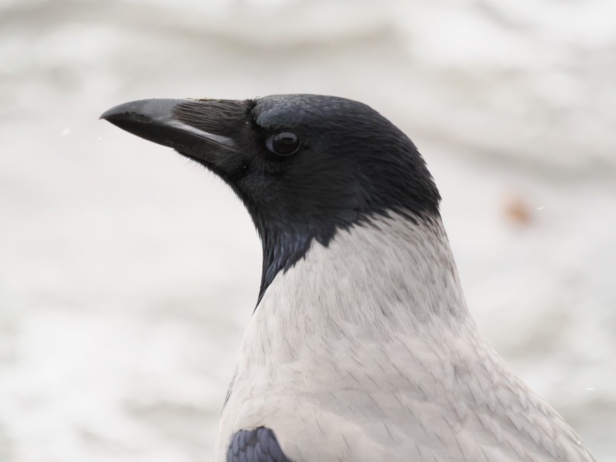 Hooded Crow - ML645669168