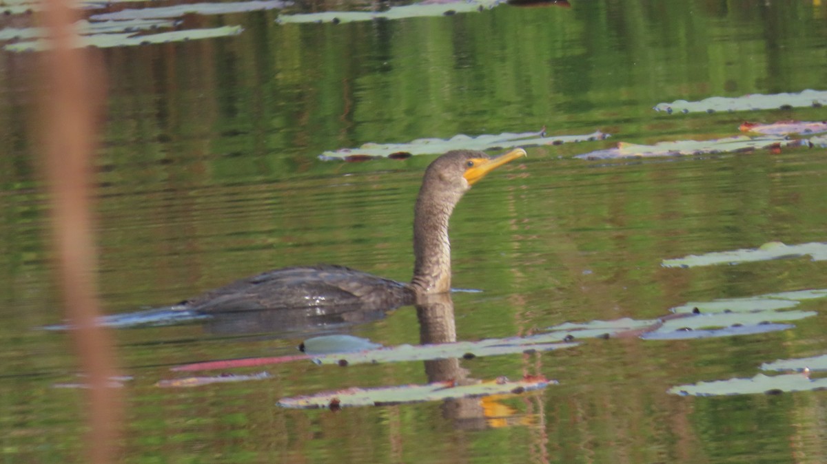 Double-crested Cormorant - ML645669172