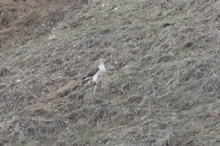 Ferruginous Hawk - ML645669173