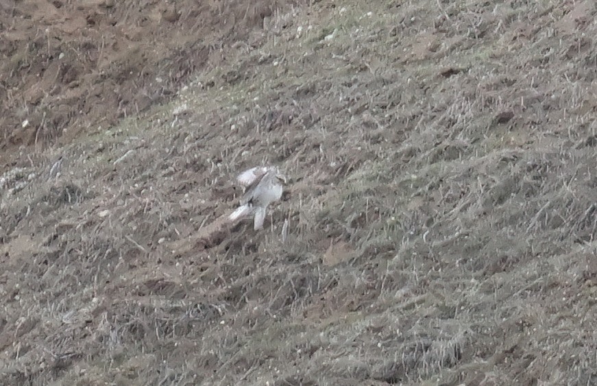 Ferruginous Hawk - ML645669174