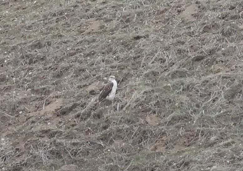 Ferruginous Hawk - ML645669175