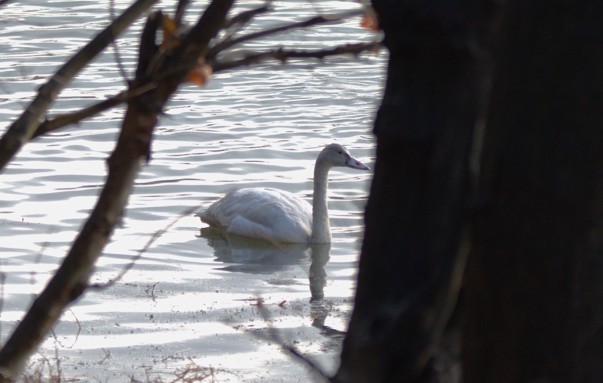 labuť malá - ML645669184