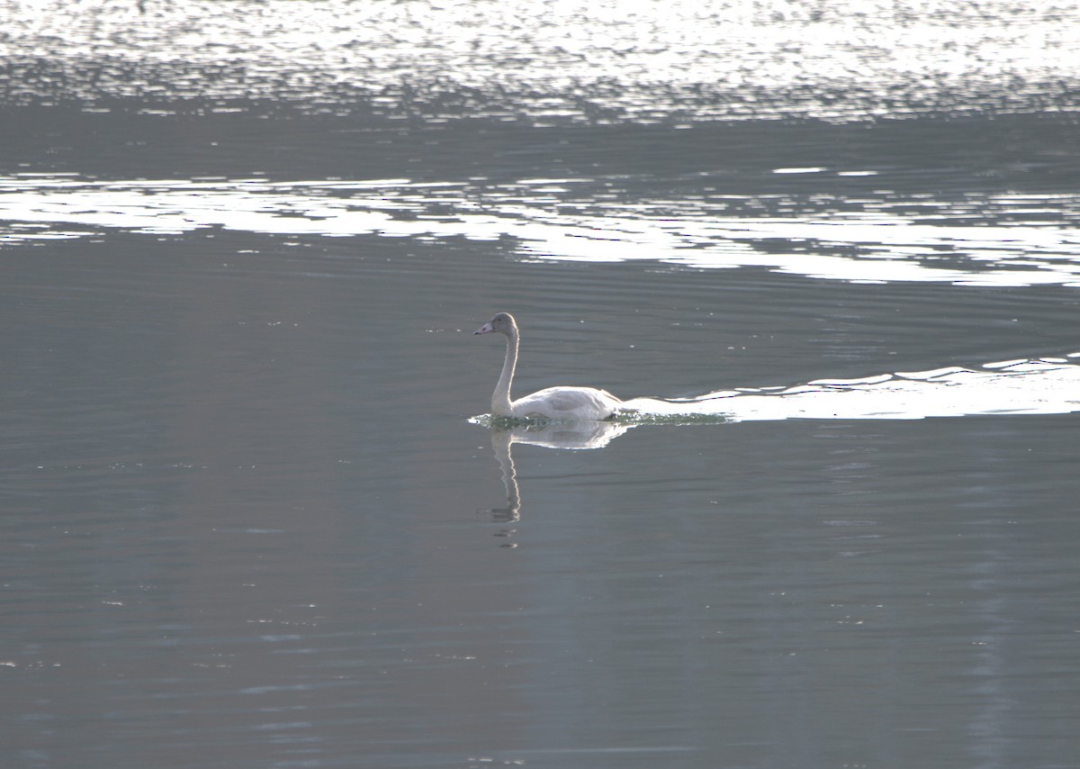 labuť malá - ML645669185