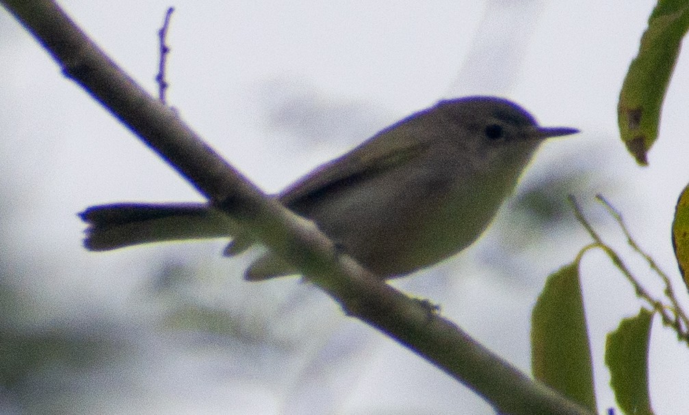 Голубая комароловка - ML645669193