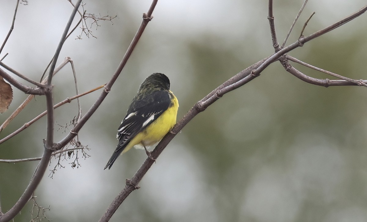 Lesser Goldfinch - ML645669218