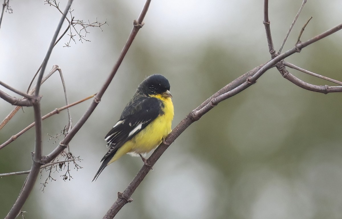 Lesser Goldfinch - ML645669219