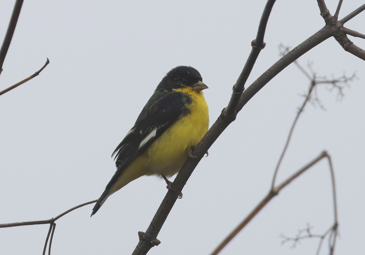 Lesser Goldfinch - ML645669220