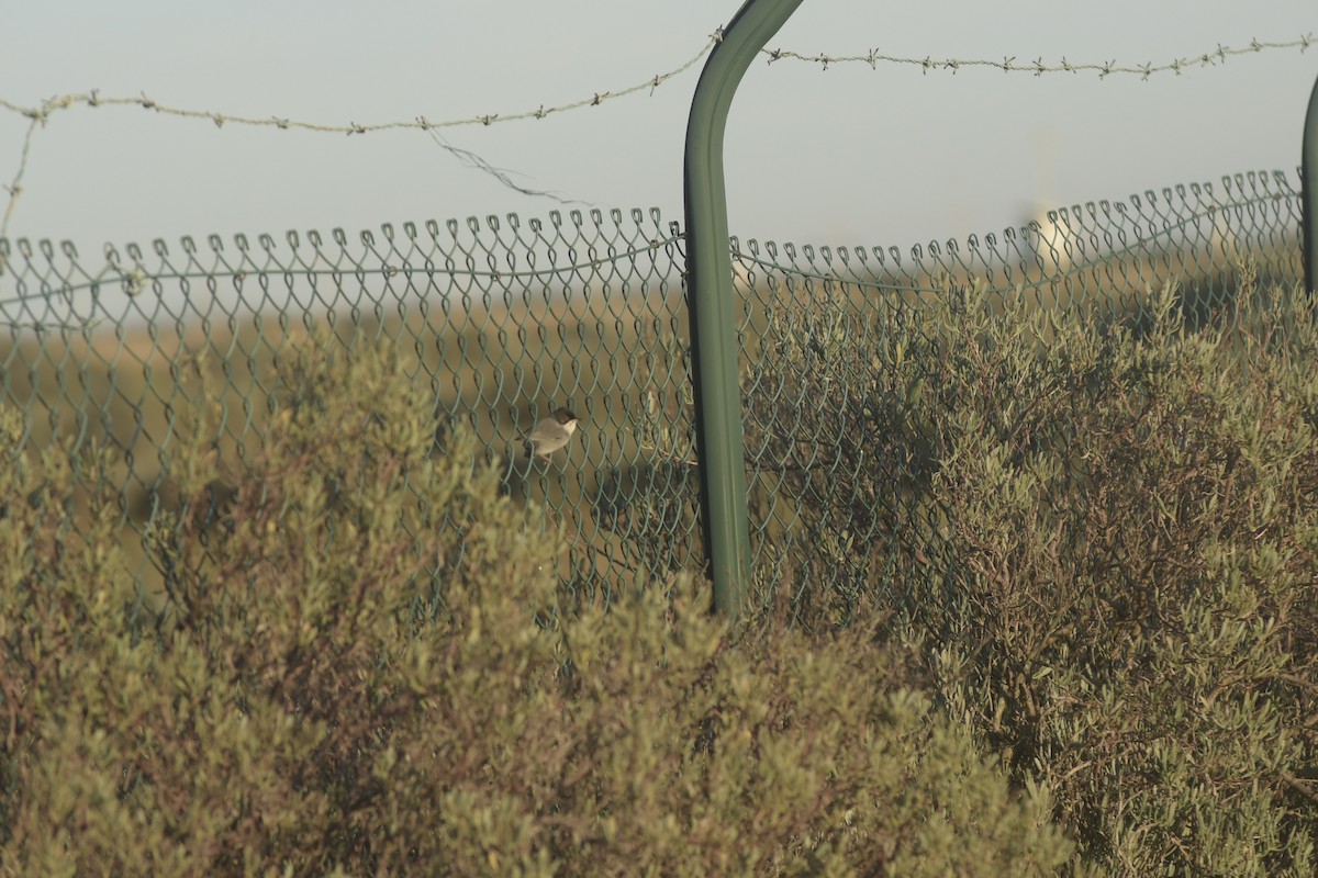Sardinian Warbler - ML645669225