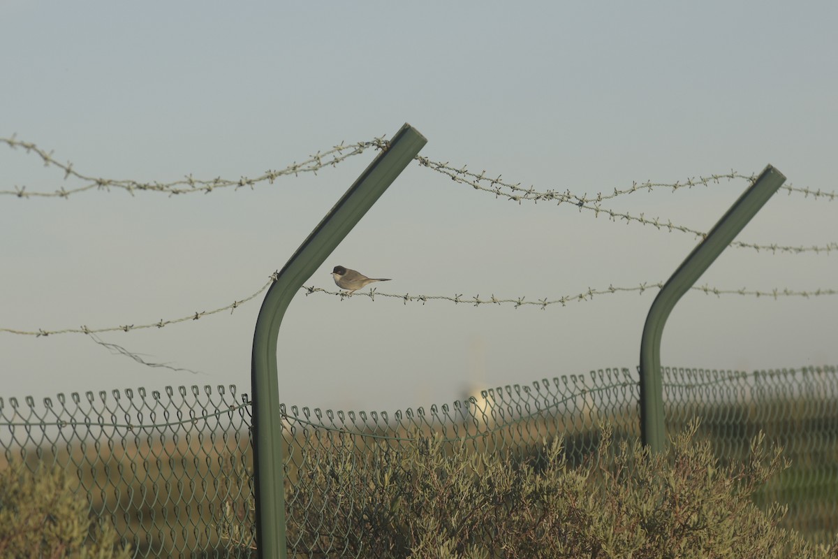 Sardinian Warbler - ML645669226