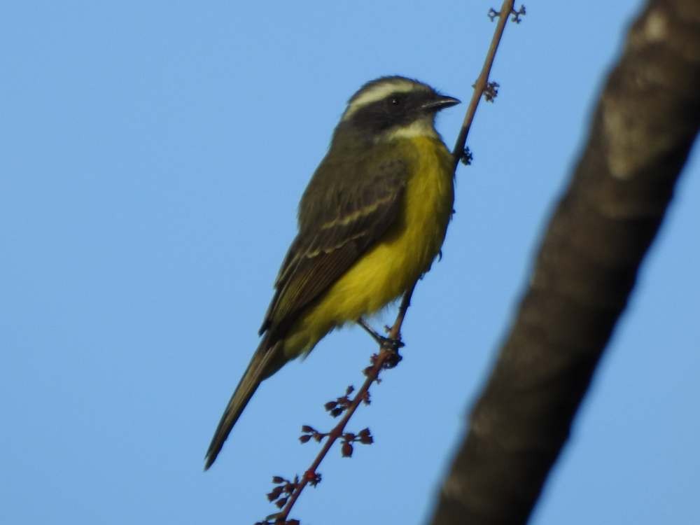 Sosyal Tiran - ML645669230