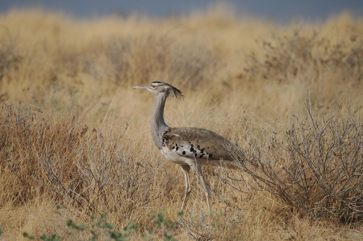 アフリカオオノガン - ML645669233