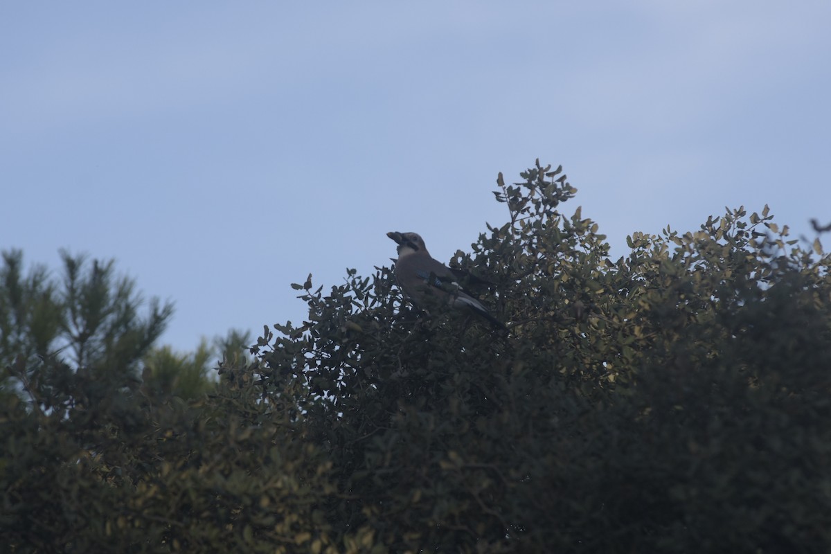 Eurasian Jay - ML645669254
