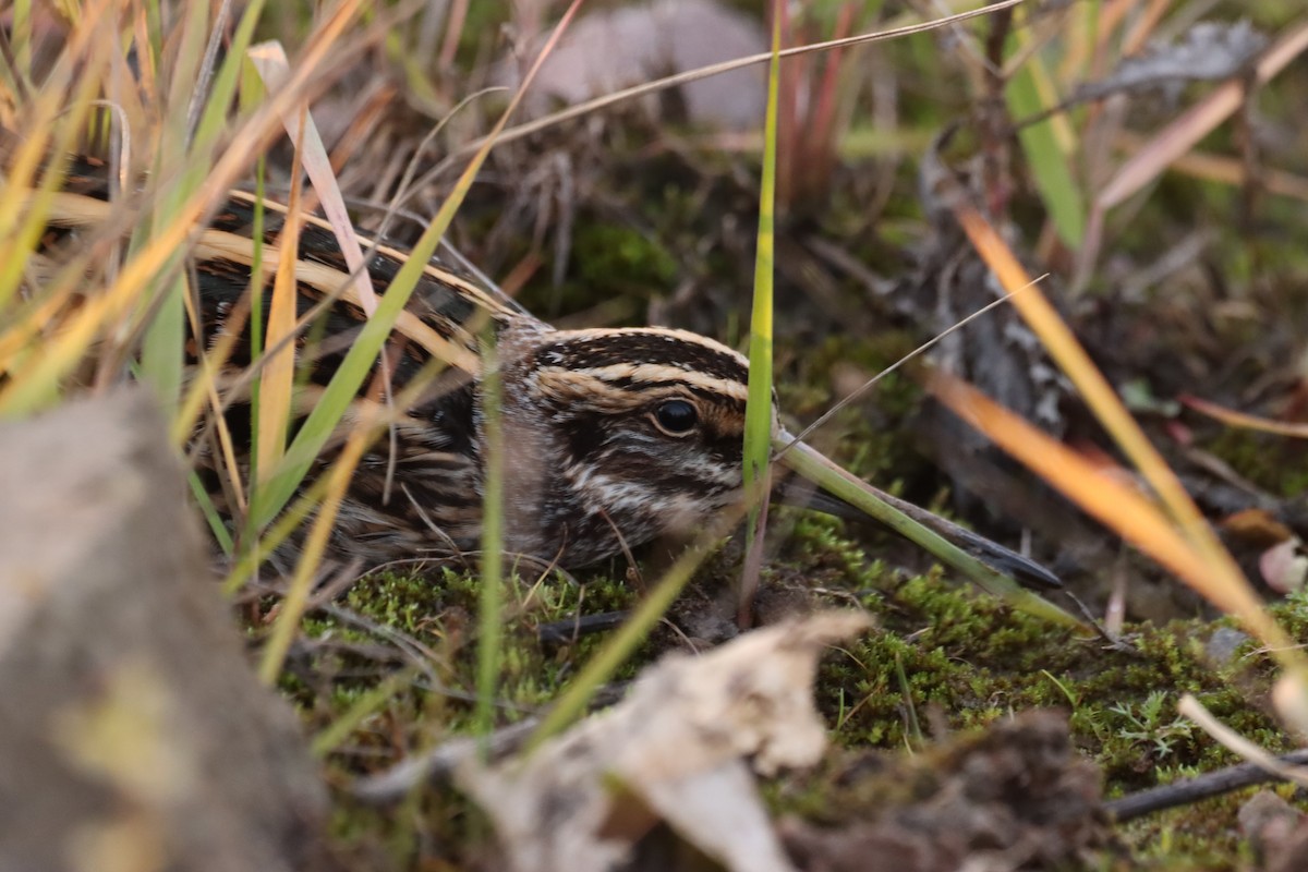 Jack Snipe - ML645669256