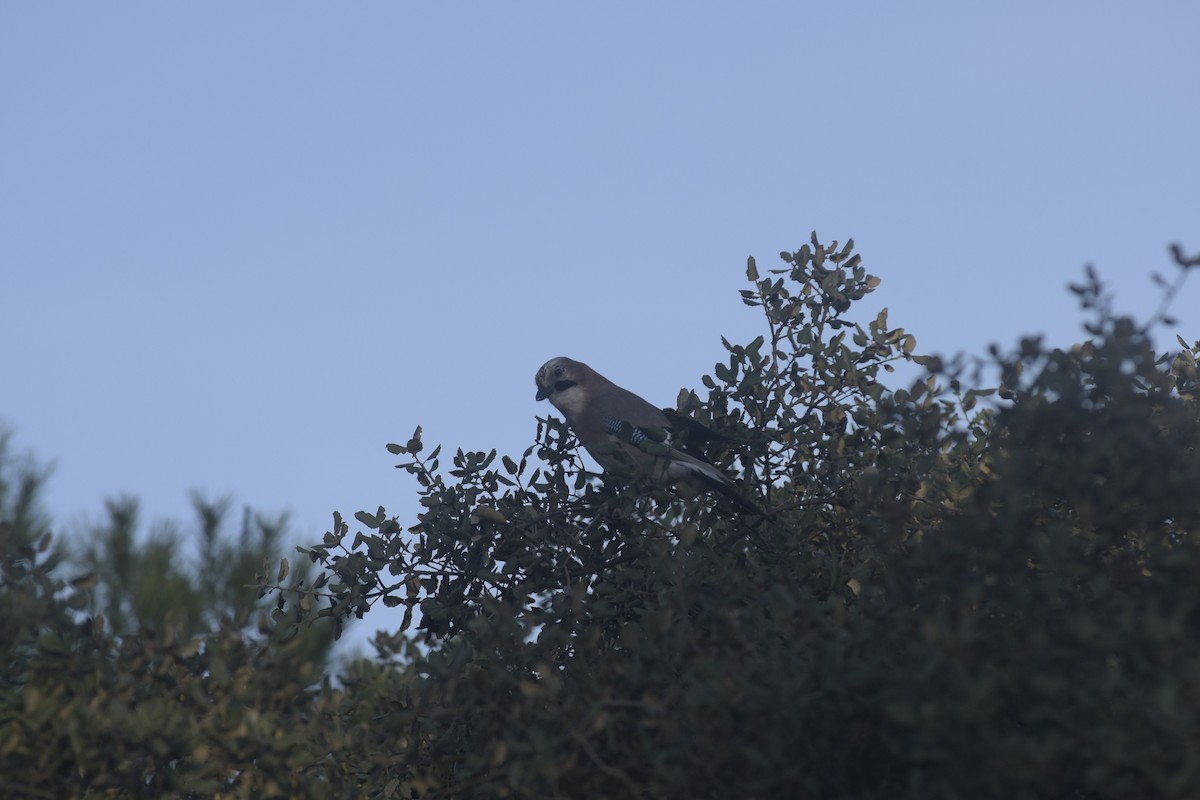 Eurasian Jay - ML645669259