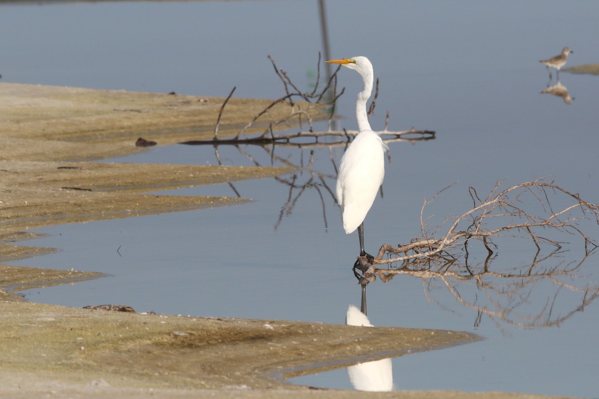 Great Egret - ML645669260