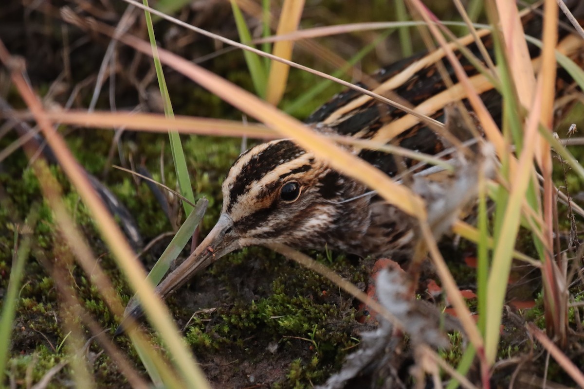 Jack Snipe - ML645669261