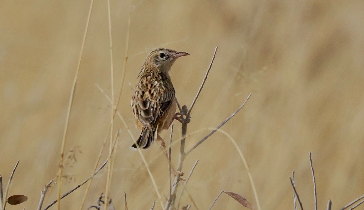 Desert Cisticola - ML645669262