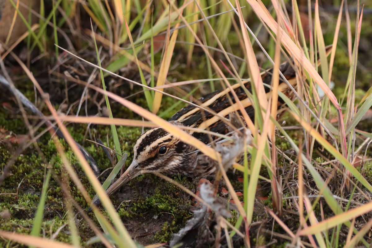 Jack Snipe - ML645669265