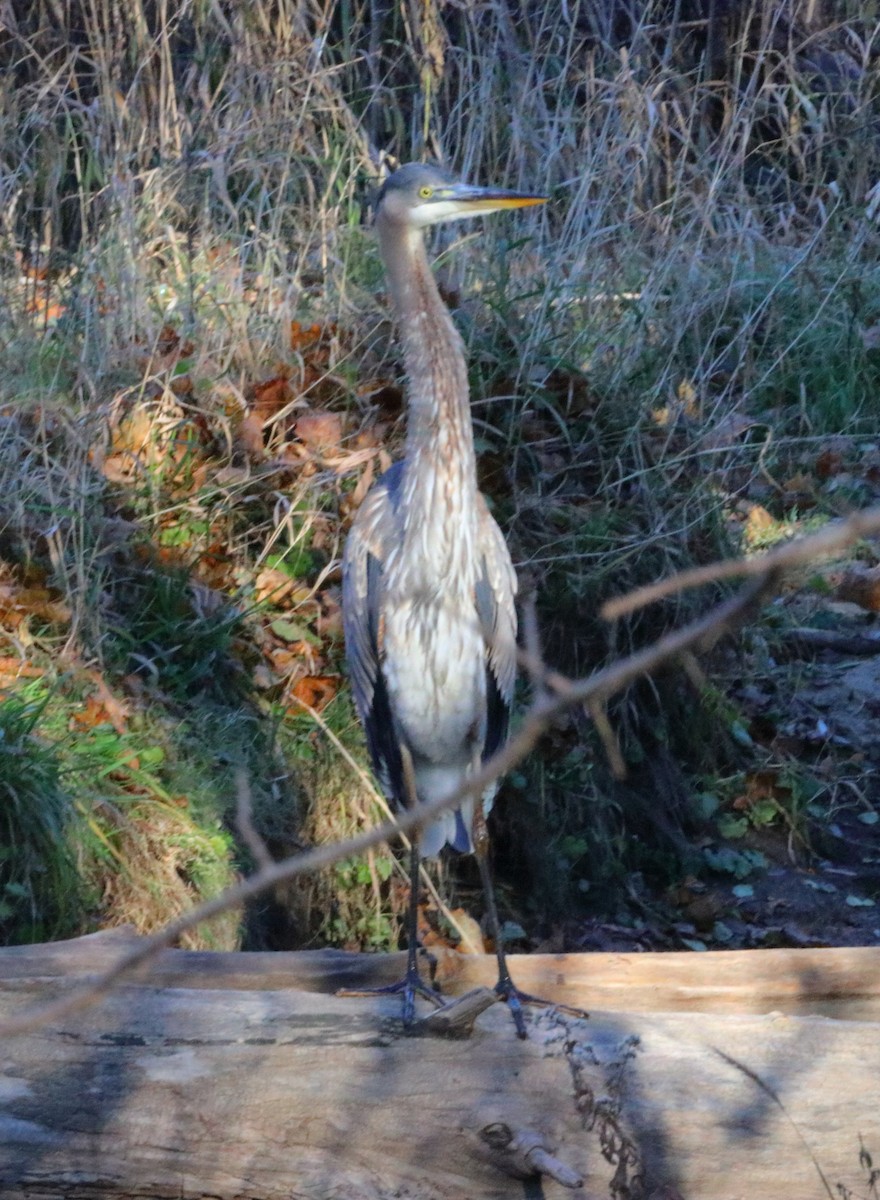 Great Blue Heron - ML645669274
