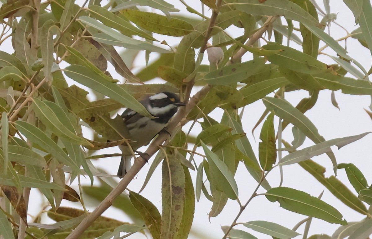 Black-throated Gray Warbler - ML645669284