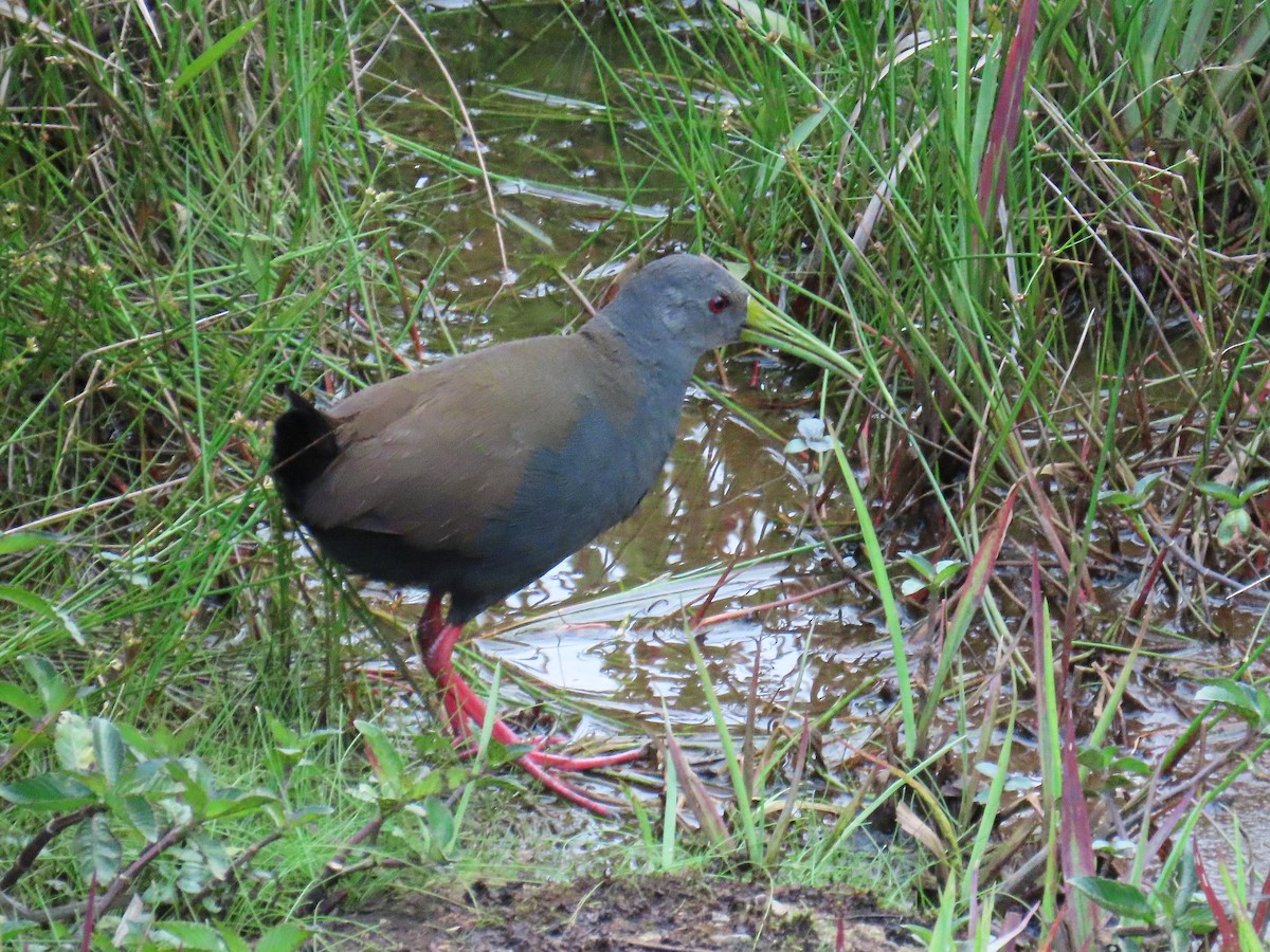 Râle noirâtre - ML645669289