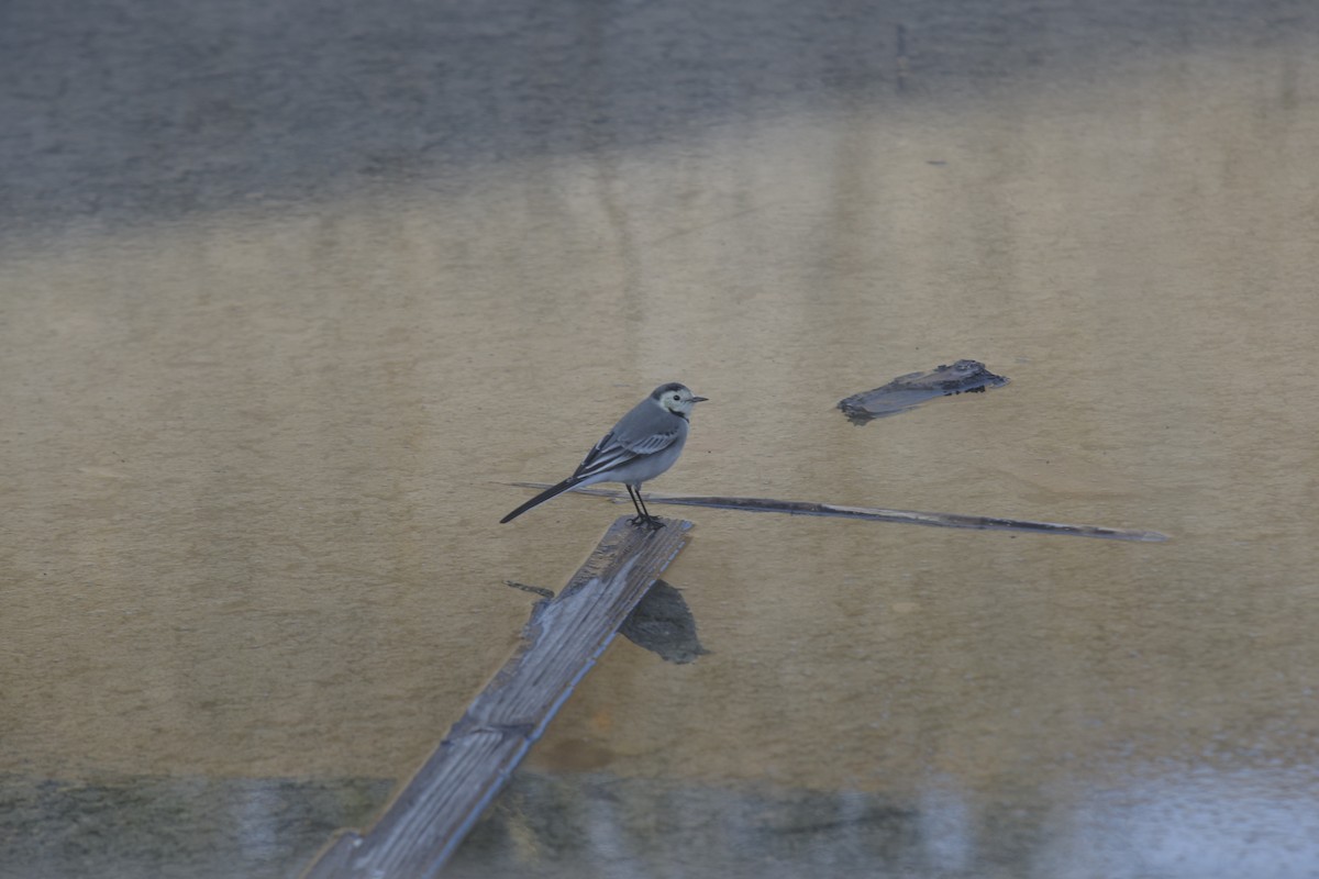 White Wagtail - ML645669293