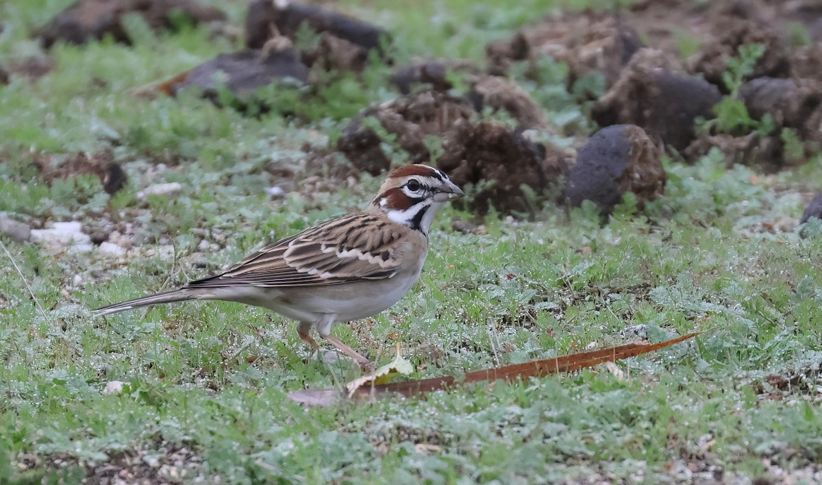 Lark Sparrow - ML645669296