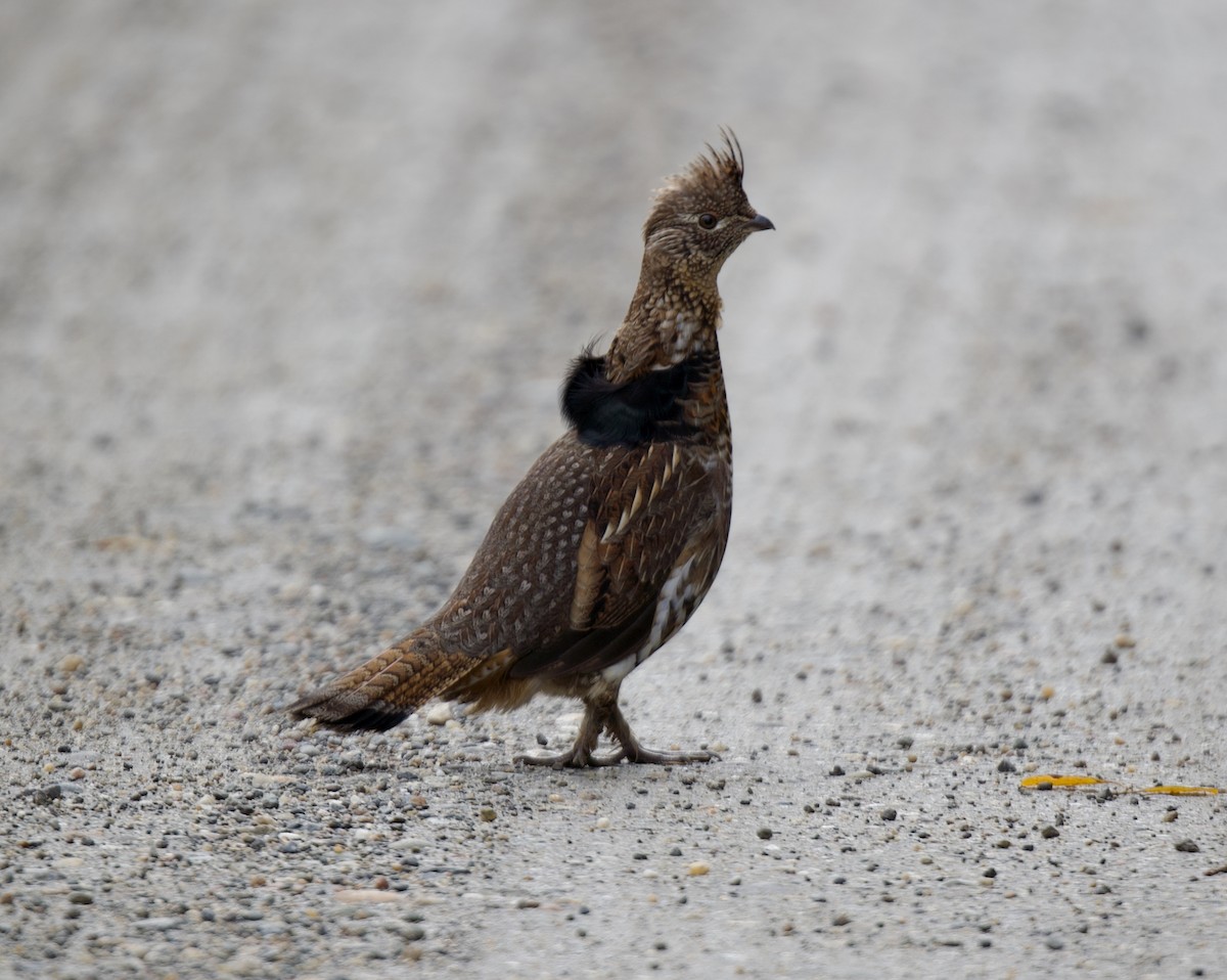 jeřábek kanadský - ML645669298