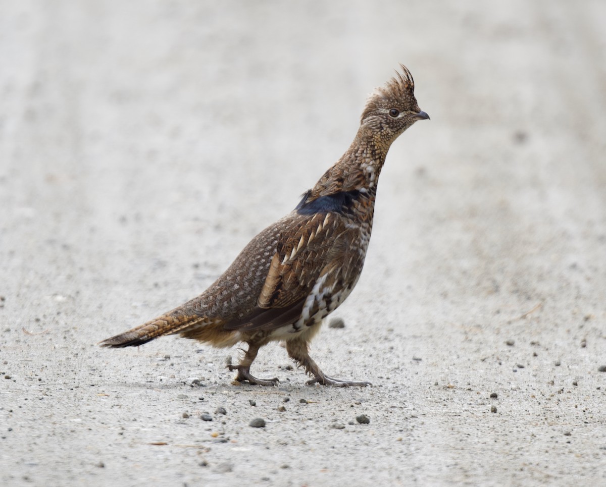 jeřábek kanadský - ML645669299