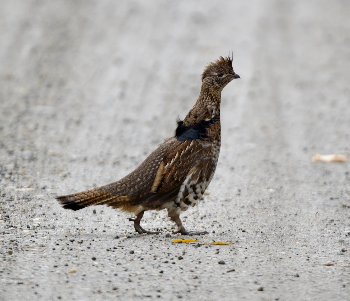 jeřábek kanadský - ML645669300