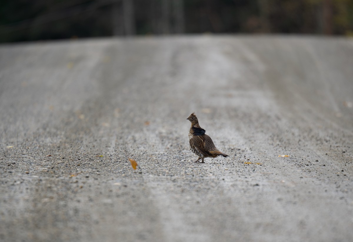 jeřábek kanadský - ML645669301