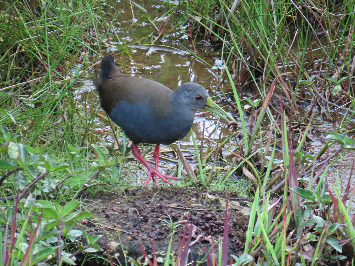 Râle noirâtre - ML645669305