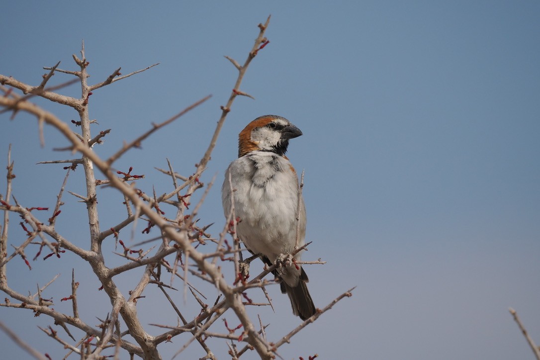 オオスズメ - ML645669311