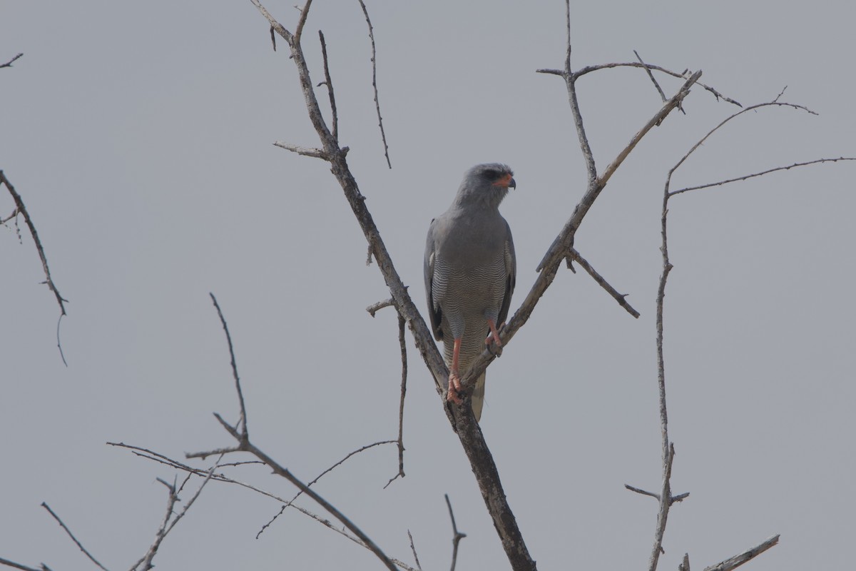 נץ קולני אפור - ML645669312