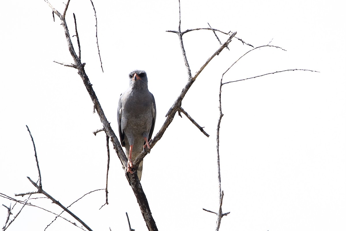 נץ קולני אפור - ML645669313