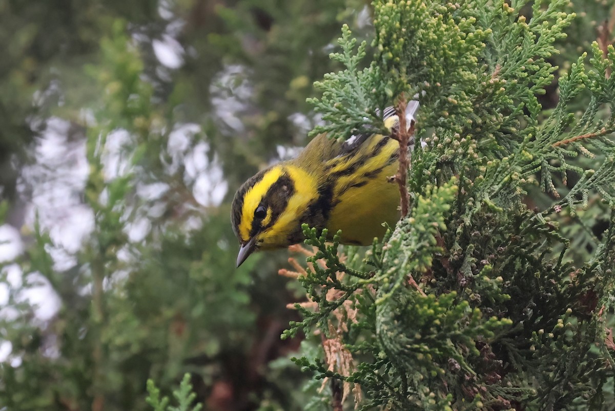 Townsend's Warbler - ML645669314