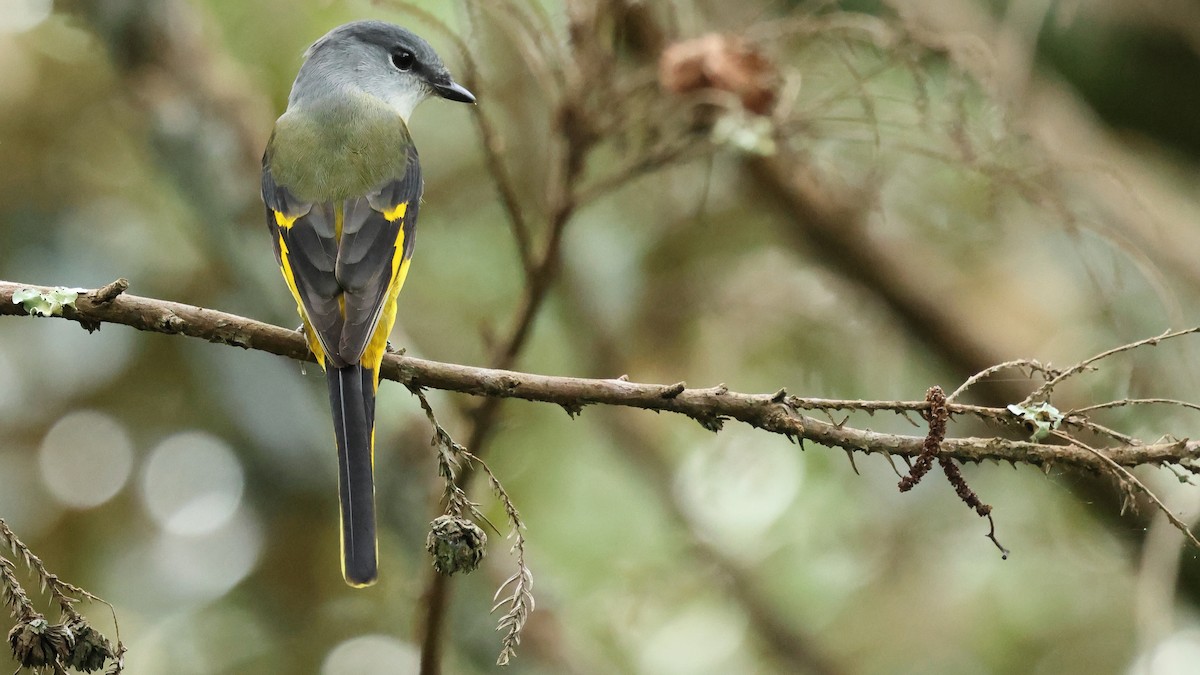 Личинкоїд сірощокий - ML645669321