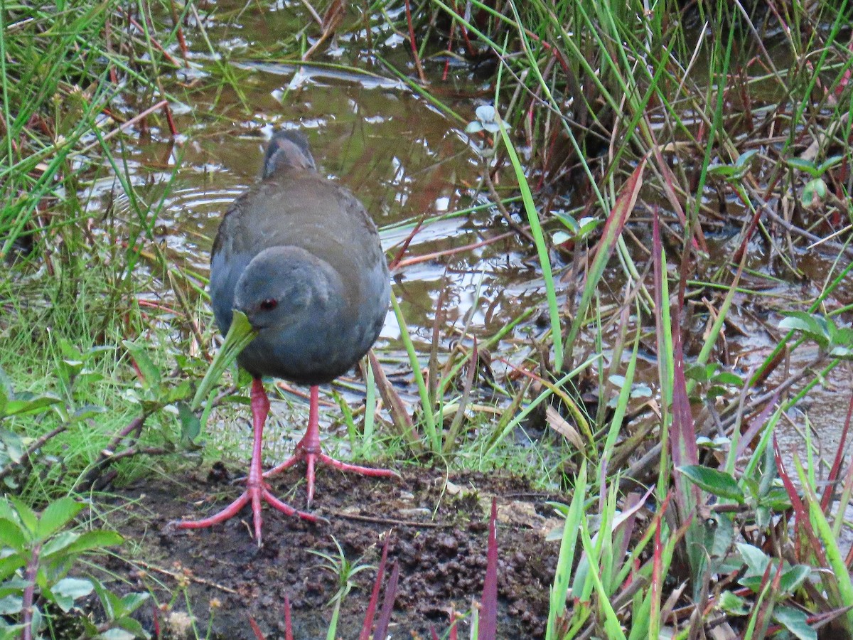 Râle noirâtre - ML645669325