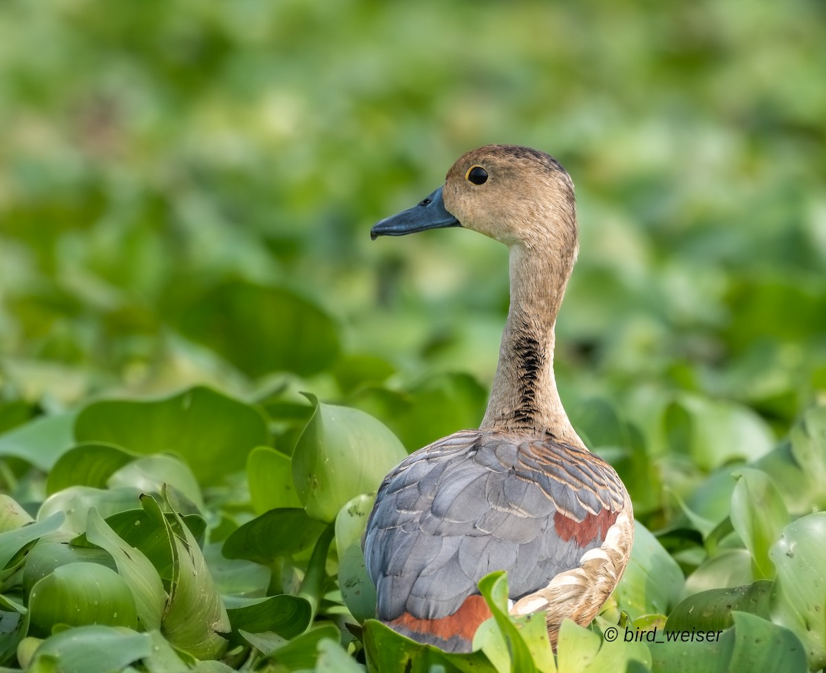 Lesser Whistling-Duck - ML645669348