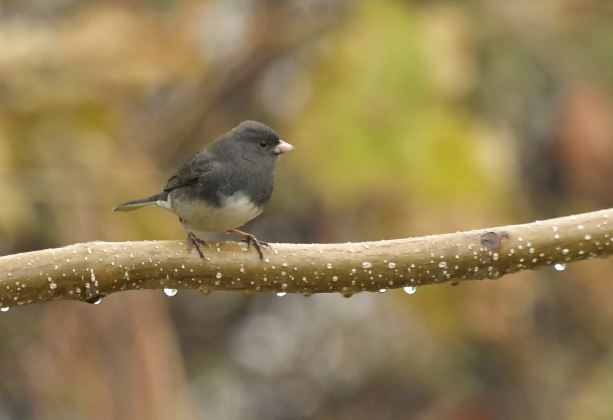 Dark-eyed Junco - ML645669353