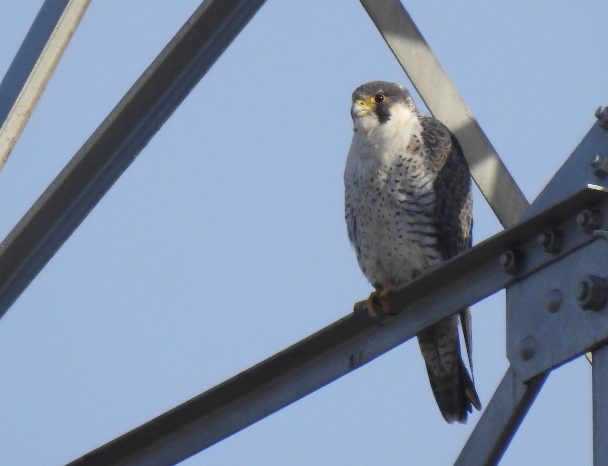Peregrine Falcon (Tundra) - ML645669354