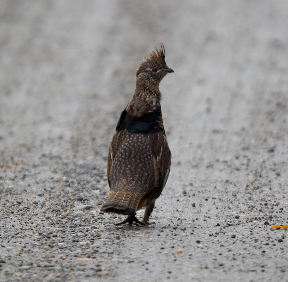 jeřábek kanadský - ML645669355