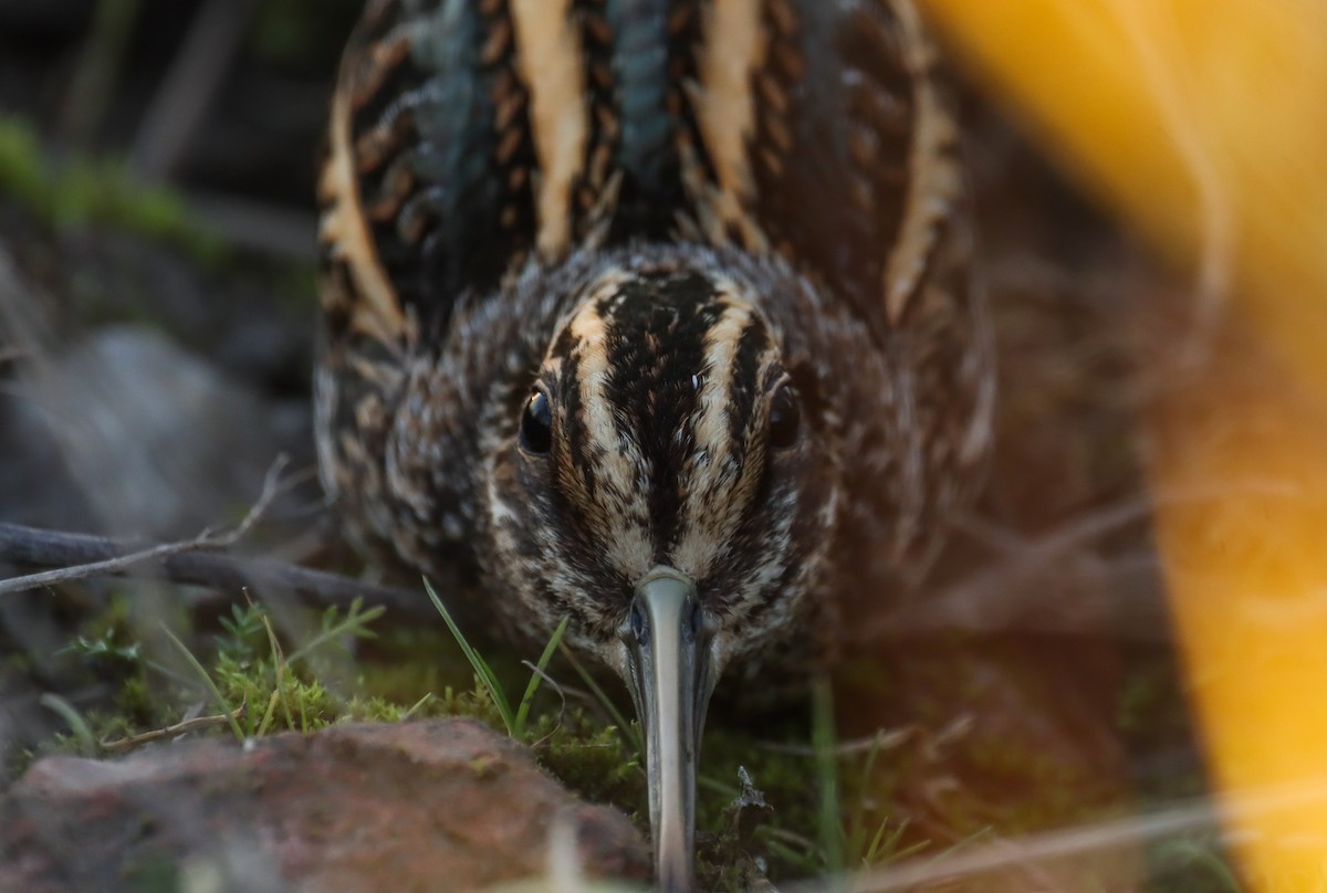 Jack Snipe - ML645669363
