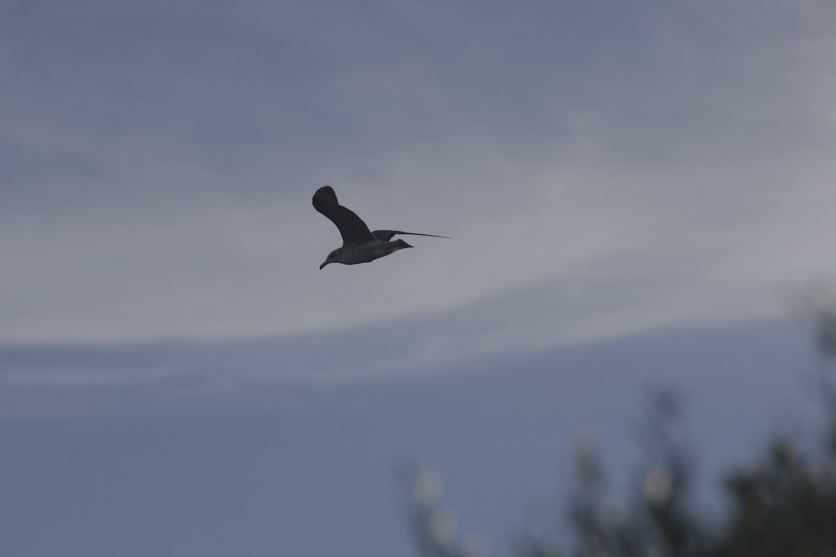 Lesser Black-backed Gull - ML645669365