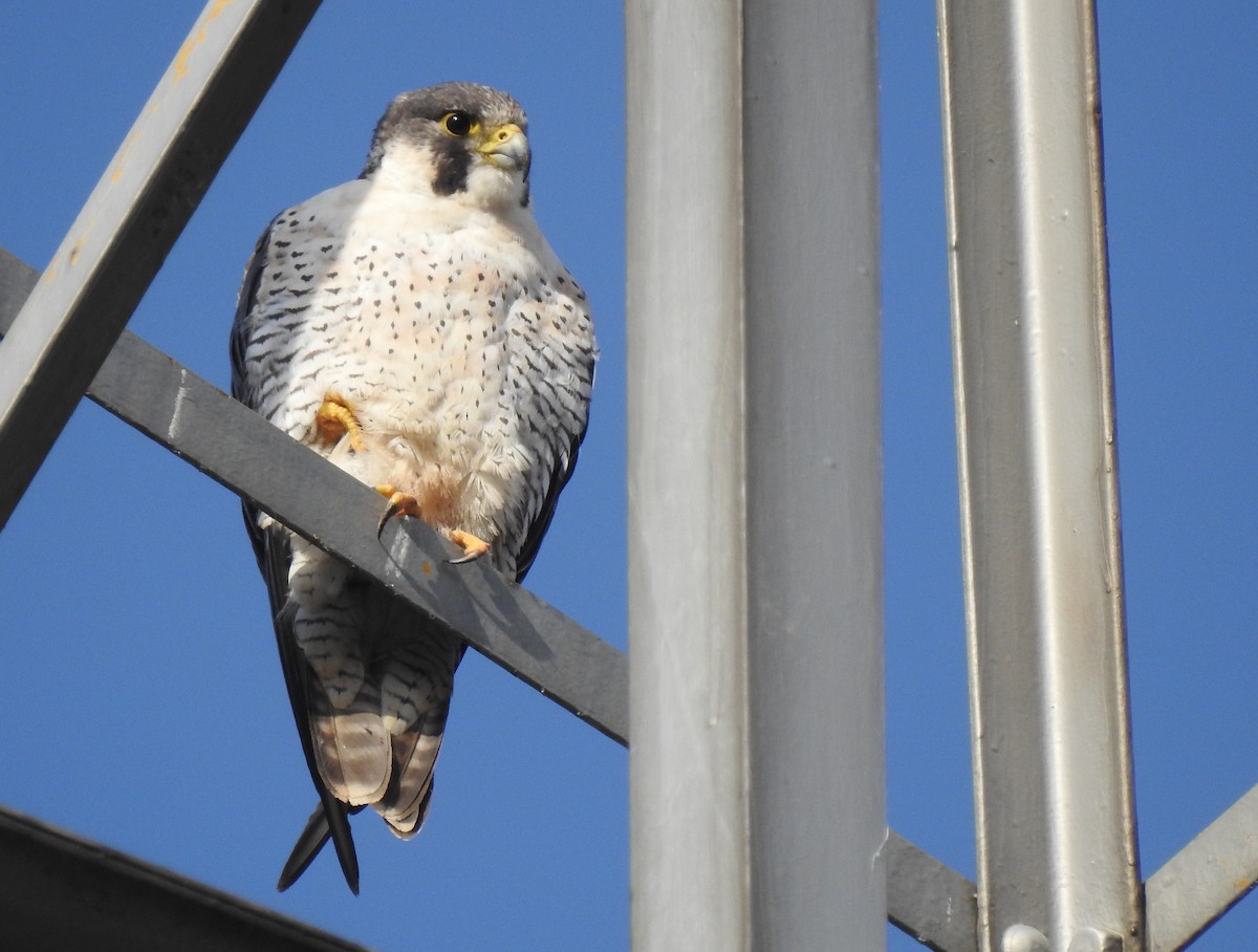 Peregrine Falcon (Tundra) - ML645669371