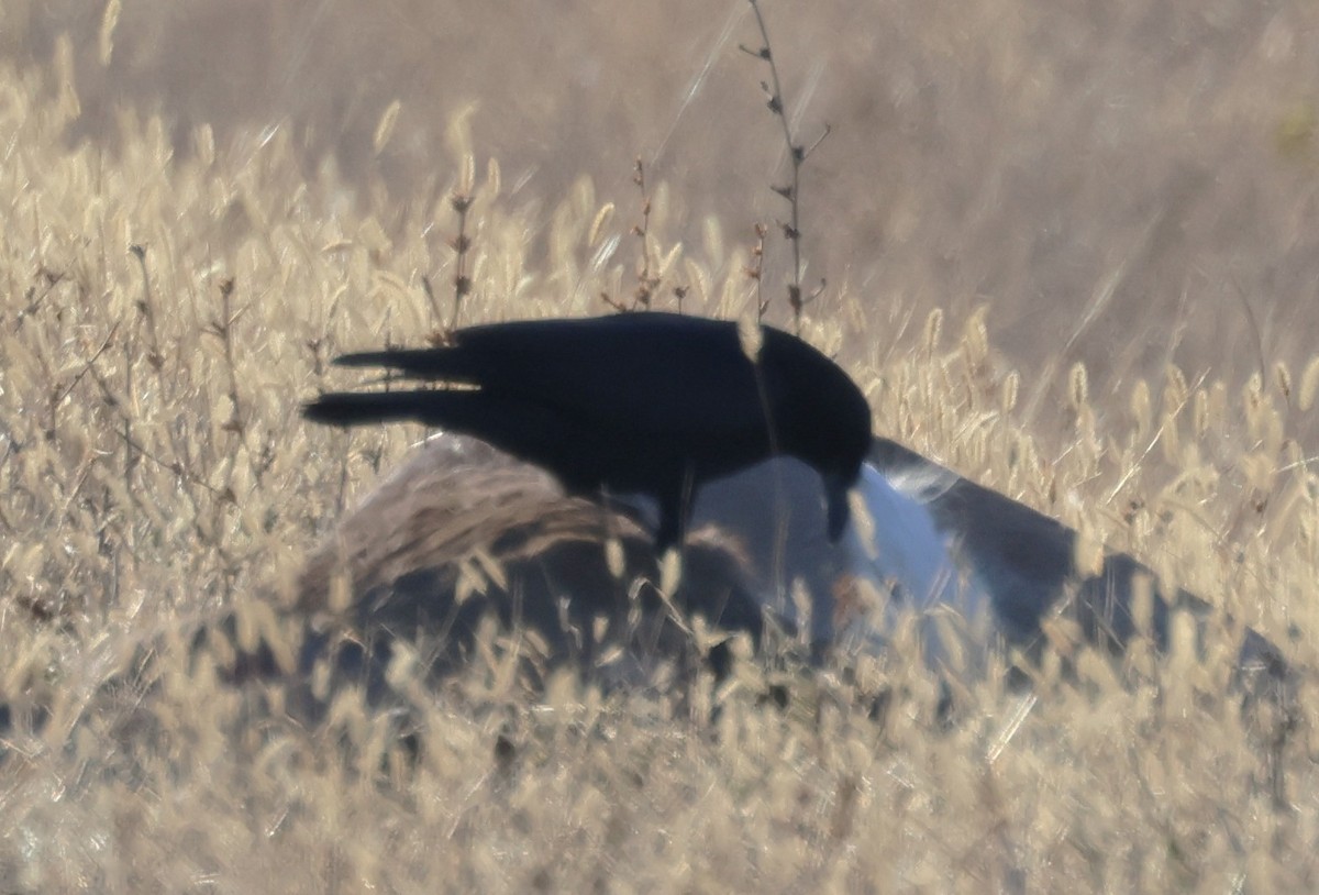 עורב שחור - ML645669372