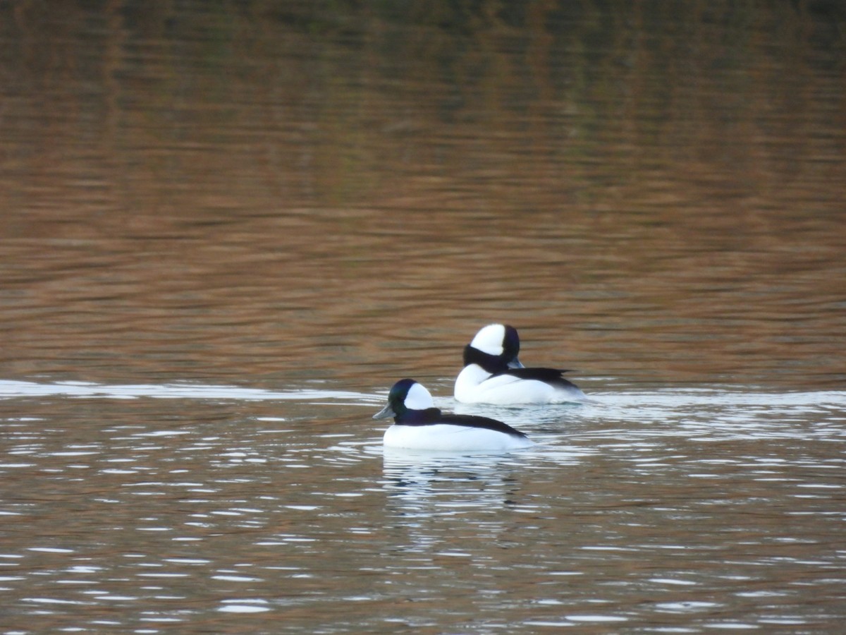 Bufflehead - ML645669373