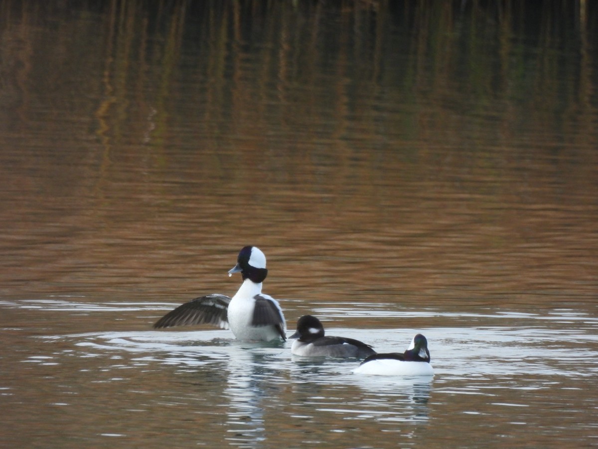 Bufflehead - ML645669374